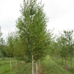 Bouleau Noir - Betula Nigra Heritage