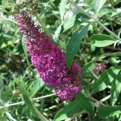 Buddleia Davidii Summer Beauty