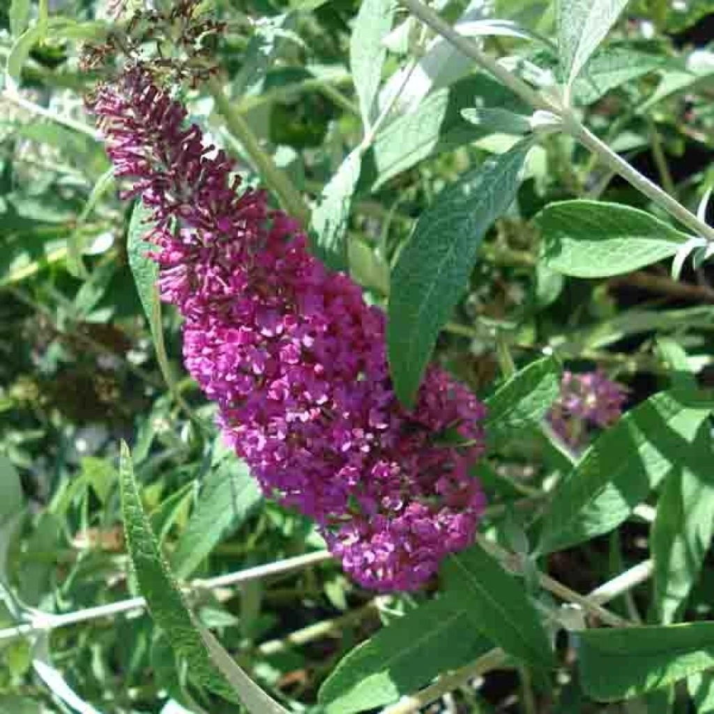 Buddleia Davidii Summer Beauty