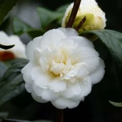 Camélia Nobilissima - Camellia Japonica
