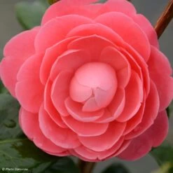 Camélia Valtevareda - Camellia Japonica