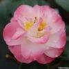 Camélia Classique - Camellia Spring Daze