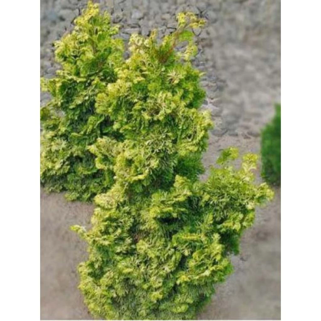 Chamaecyparis Obtusa Rashahiba - Faux Cyprès Hinoki Du Japon