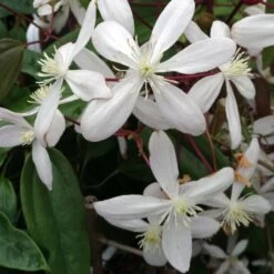 Clématite - Clematis Armandii Hendersonii Rubra