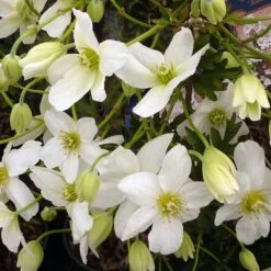 Clématite - Clematis Avalanche®