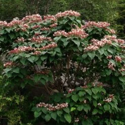 Arbre De La Chance - Clerodendrum Trichotomum, Clérodendron