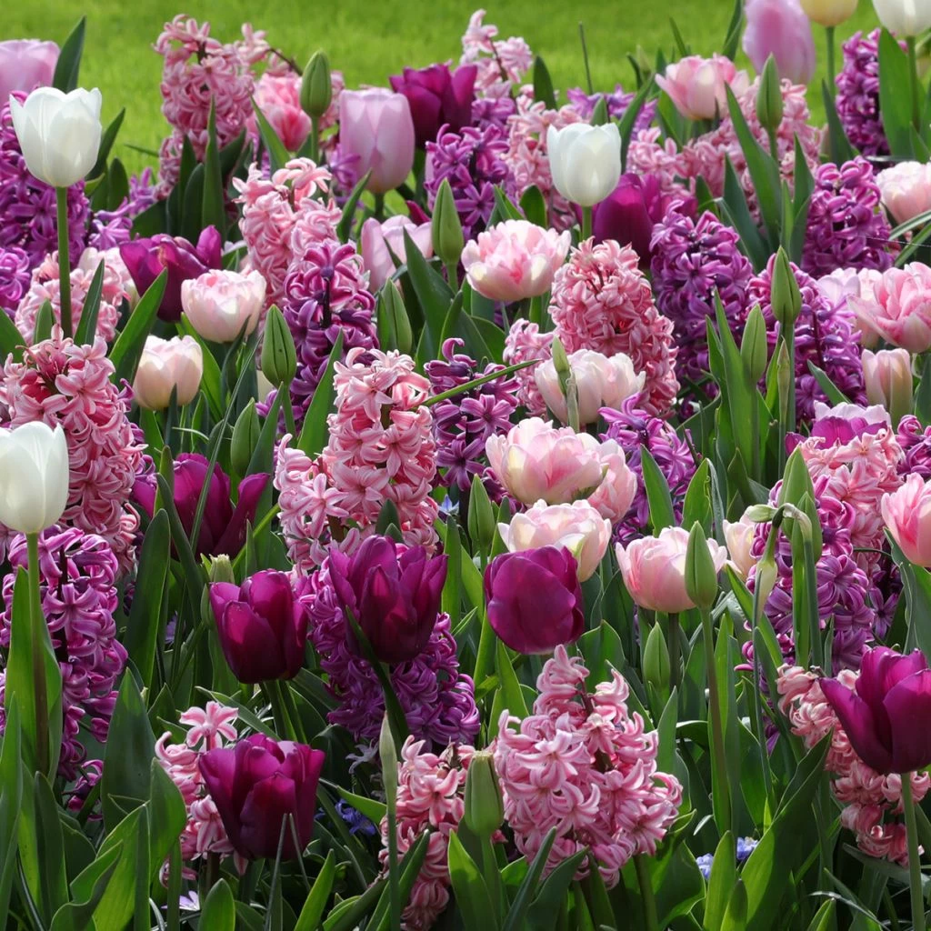 Collection Harmonie Romantique