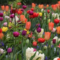 Collection Tapis D'Orient