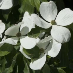 Cornus Kousa Venus - Cornouiller Du Japon Blanc