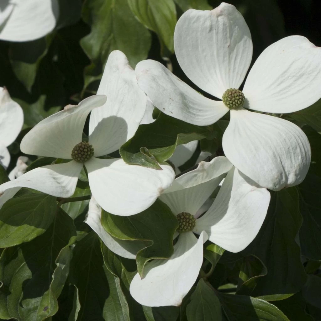 Cornus Kousa Venus - Cornouiller Du Japon Blanc