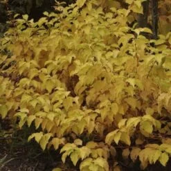 Cornus Sanguinea Mid Winter Fire - Cornouiller Sanguin