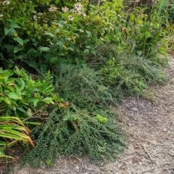 Cotoneaster Praecox Boer