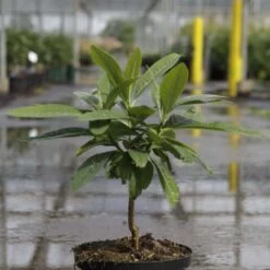 Buisson à Papier - Edgeworthia Chrysantha Winter Liebe