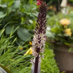 Eucomis Comosa Sparkling Rosy® - Eucomide Rose