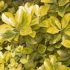 Euonymus Japonicus Aureus - Fusain Du Japon