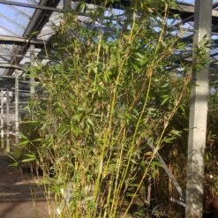 Fargesia Denudata Lancaster 1 - Bambou Non Traçant.