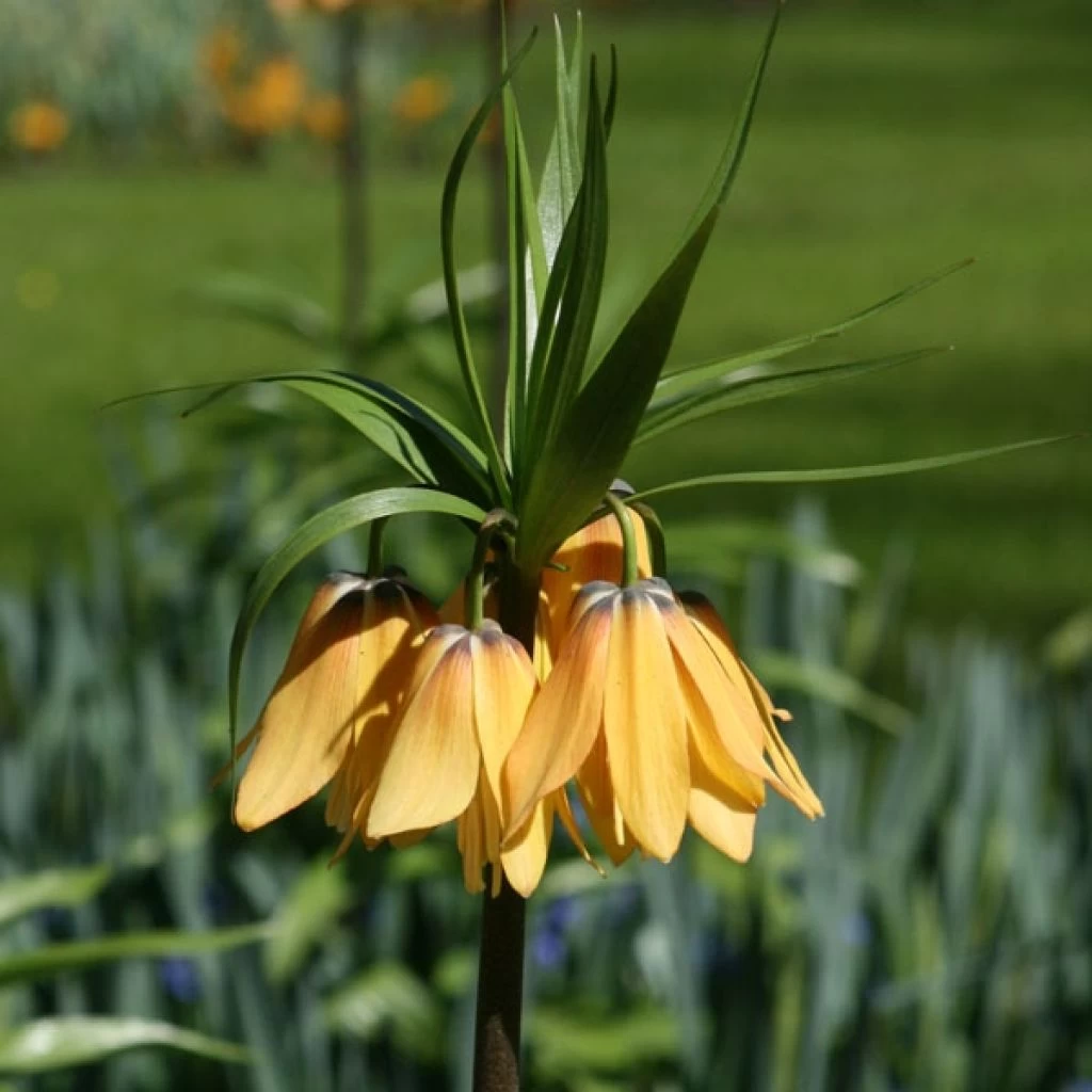 Fritillaire Imperialis Vivaldi* - Couronne Impériale