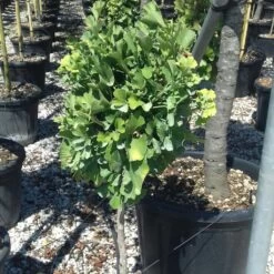 Ginkgo Biloba Chris Dwarf