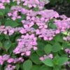 Hortensia - Hydrangea Serrata Avelroz