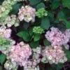Hortensia - Hydrangea Serrata Precioza