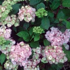 Hortensia - Hydrangea Serrata Precioza