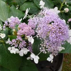 Hortensia - Hydrangea Involucrata Late Love
