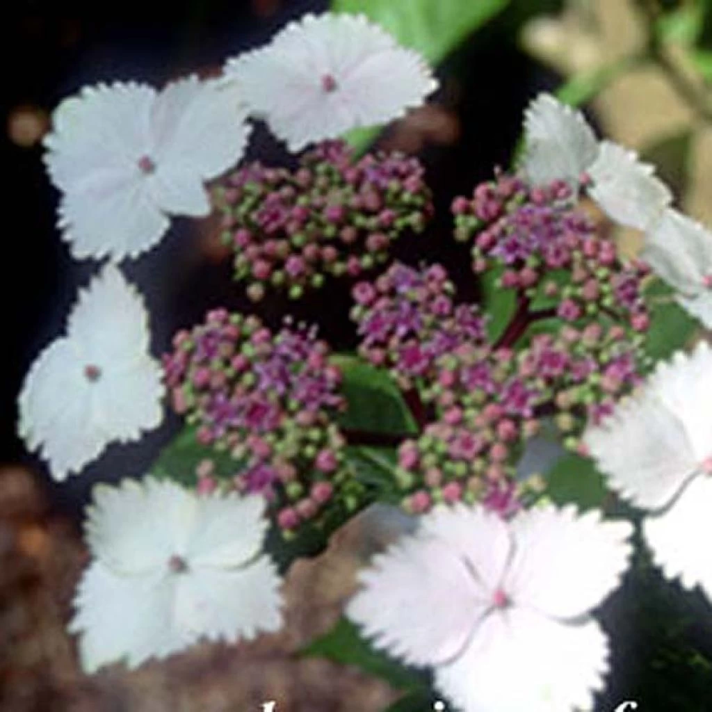 Hortensia - Hydrangea Serrata Nadesiko