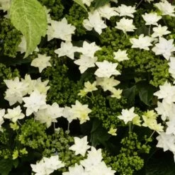 Hortensia - Hydrangea Macrophylla Fireworks White