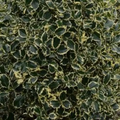 Houx Panaché - Ilex Aquifolium Argenteomarginata