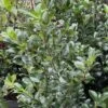 Houx - Ilex Meserveae Heckenfee