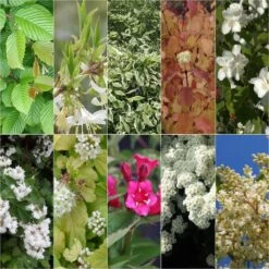 Kit Haie Fleurie Pour Terrains Argileux éco