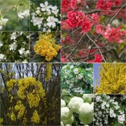 Kit Haie Printanière Fleurie éco