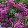 Lagerstroemia Indica Violet D'Eté Indyvio - Lilas Des Indes Violine