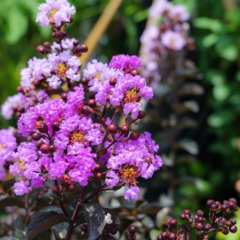 Lagerstroemia Indica Black Diamond Lavender Lace - Lilas Des Indes