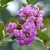 Lagerstroemia Indica Petite Canaille Mauve - Lilas Des Indes Mauve
