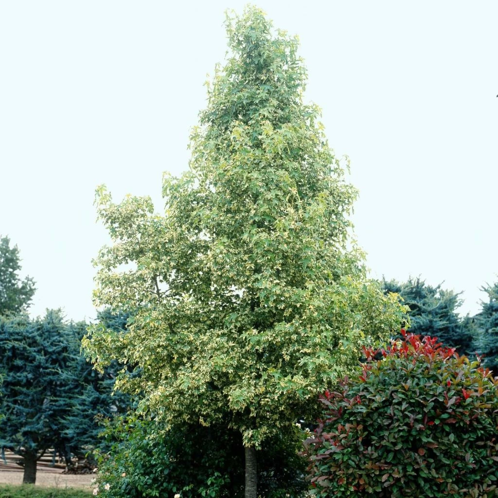 Liquidambar Styraciflua Albomarginata Manon - Copalme D'Amérique