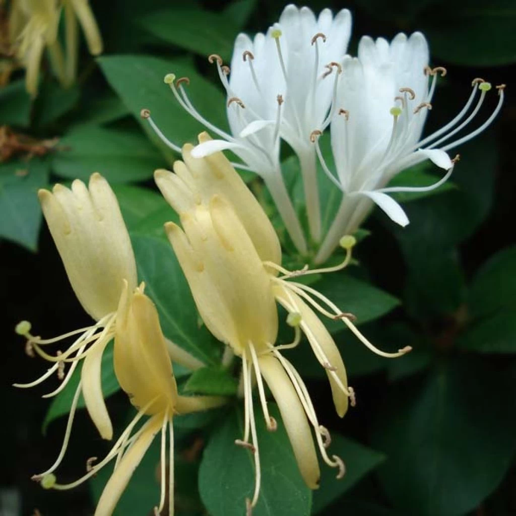 Chèvrefeuille Du Japon Halliana - Lonicera Japonica