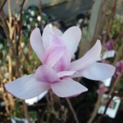Magnolia Loebneri Leonard Messel