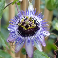 Passifore Damsel's Delight - Fleur De La Passion