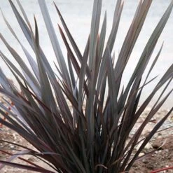 Phormium Dark Delight - Lin De Nouvelle-Zélande