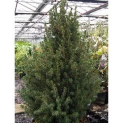 Picea Glauca December - Épinette Blanche