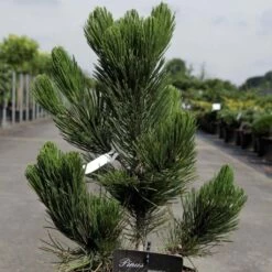 Pin - Pinus Heldreichii Satellit