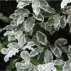 Pittosporum Tenuifolium Elisabeth