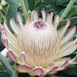Protea Susara - Protée Hybride