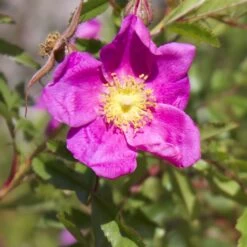 Rosier Botanique - Rosa Nitida