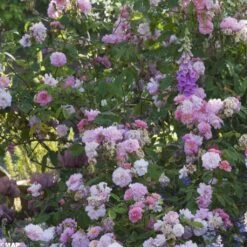 Rosier Ancien Felicia