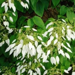 Schizophragma Integrifolia - Hydrangée à Feuilles Entières