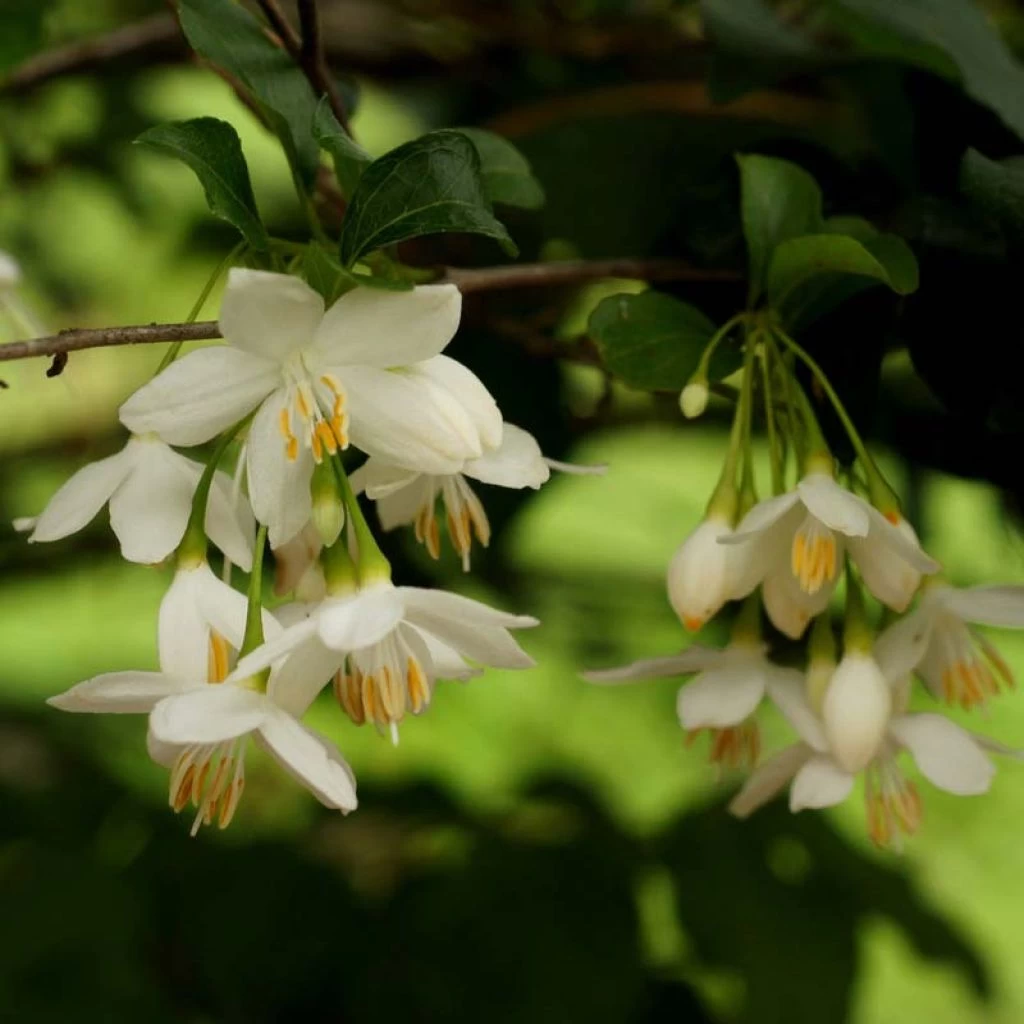 Styrax Japonica - Styrax Japonais