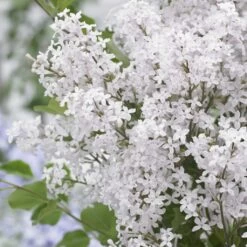 Lilas Nain - Syringa Meyeri Flowerfesta White