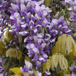 Glycine Grande Diva Nathalie - Wisteria (x) Venusta